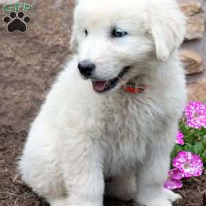 LEGO, Maremma Sheepdog Puppy